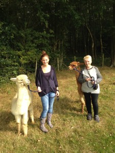 Walking with alpacas in Sussex