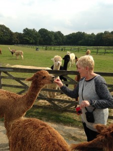 Feeding carrots to our friendly alpacas
