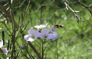 Cuckoo Flower with bee fly feeding