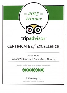 2015 certificate of excellence from Tripadvisor