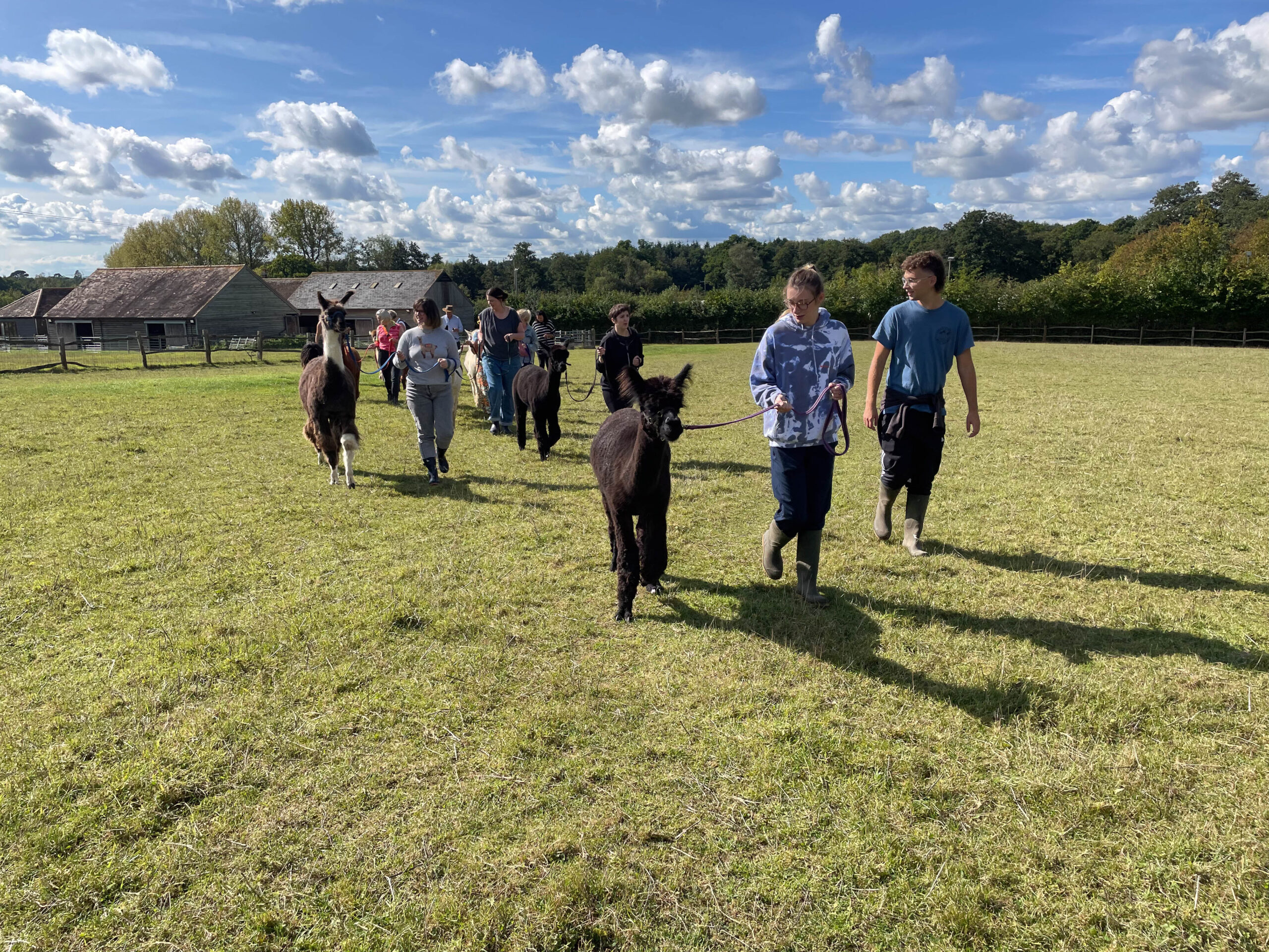 Alpaca walking with Spring Farm Alpacas, East Sussex.