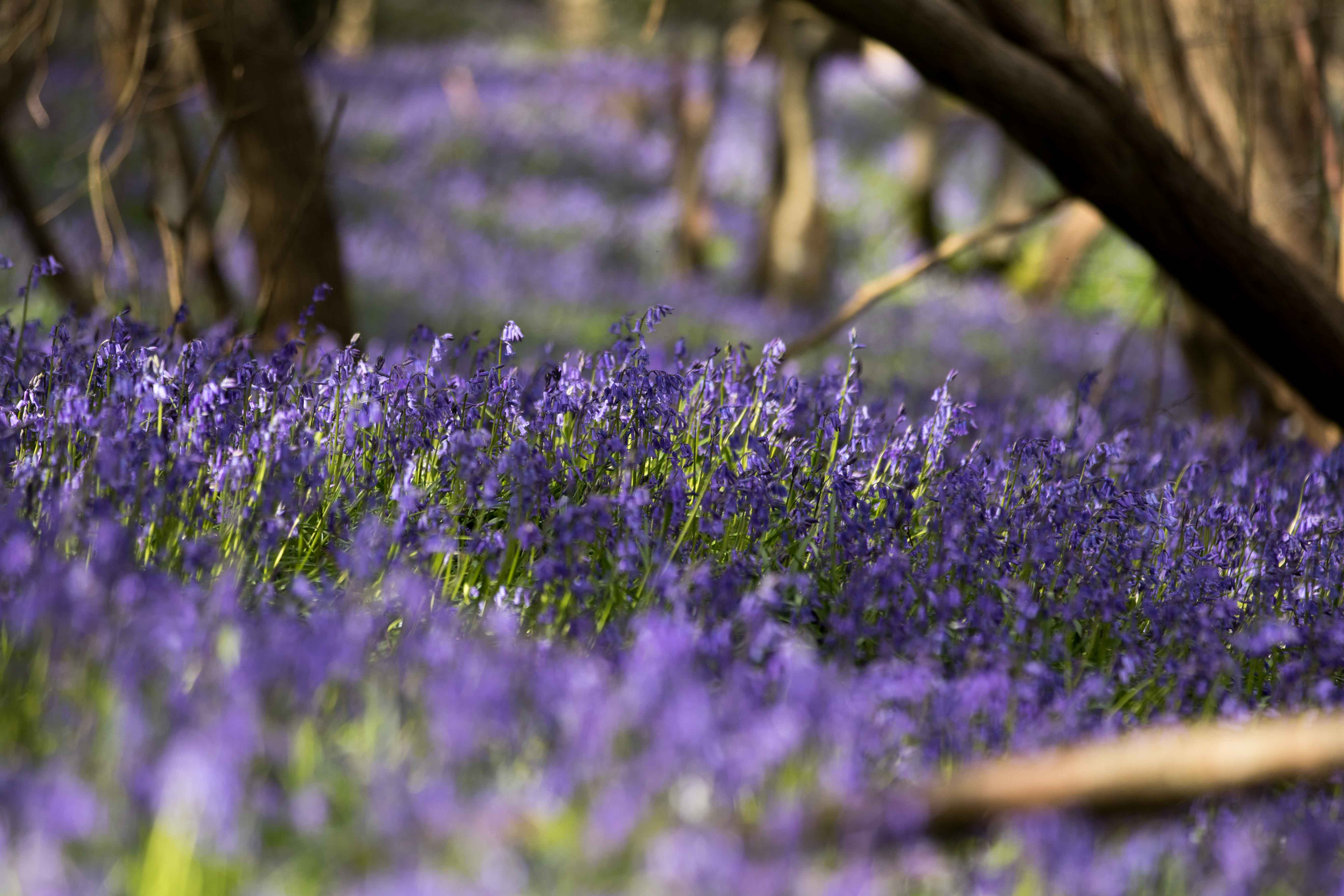 Stunning Spring flowers and wildlife! - Alpaca Walking - Spring Farm ...