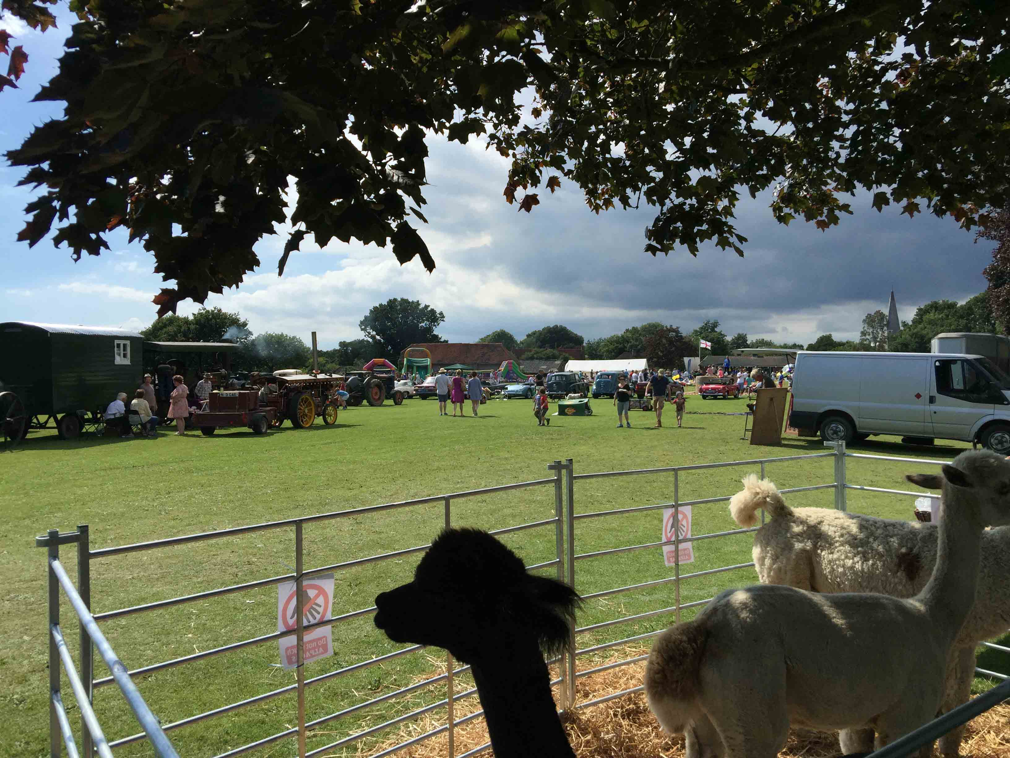 Fletching Festival - Alpaca Walking - Spring Farm Alpacas