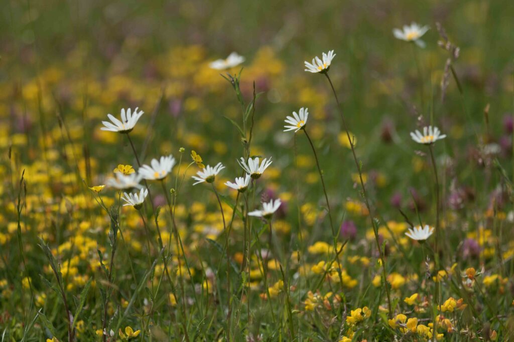 Wildflower meadow at Spring Farm