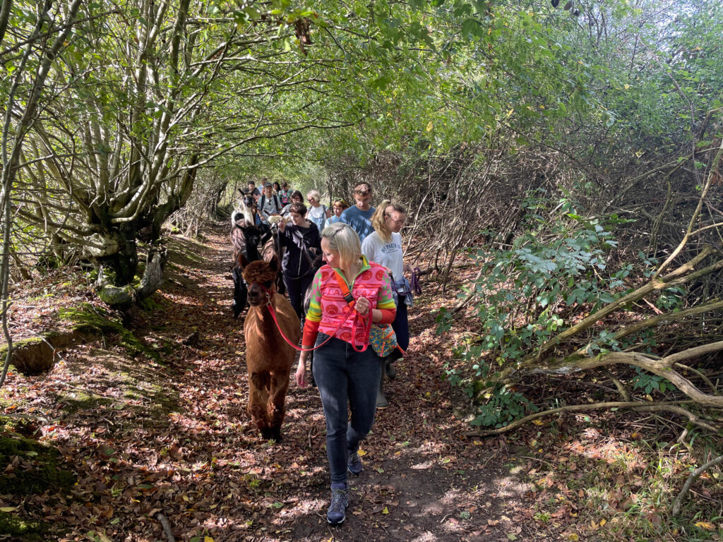 Walking alpacas in open countryside