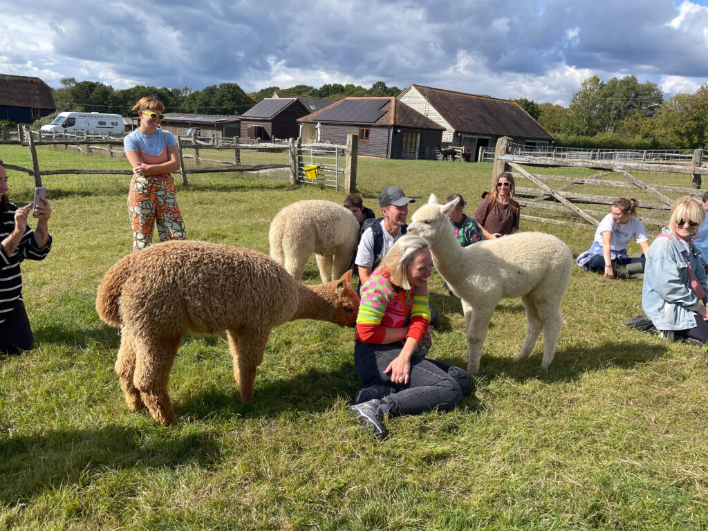 Meet baby alpacas and their mums