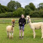 Walk alpacas on your hen do