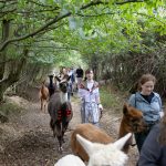 Walk alpacas on your hen do